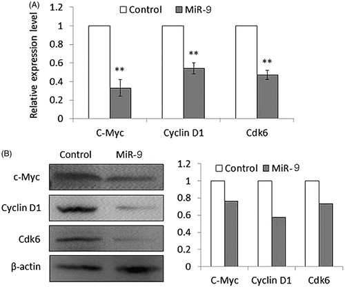 Figure 6. MiR-9 inhibits the expression of c-Myc, Cyclin D1, and Cdk6 in Tca8113 cells. Cells transfected with miR-9 mimics and miRNA control were starved overnight and harvested. (A) Total RNA was isolated and RT-qPCR was performed to evaluate the expression of c-Myc, Cyclin D1, and Cdk6. Details are described in the “Materials and methods”. **p < .01. (B) Cell lysates were collected and subjected to Western blotting assays. The biological functions of miR-9 in Tca8113 cells were determined by blotting c-Myc and its downstream target, cyclin D1, as well as Cdk6. β-actin was used for loading control of Western blotting. Shown in the right portion of the panel is a quantitative illustration of expression of the indicated proteins using densitometry to measure the density of the corresponding bands on Western blot shown in the left portion of the panel.