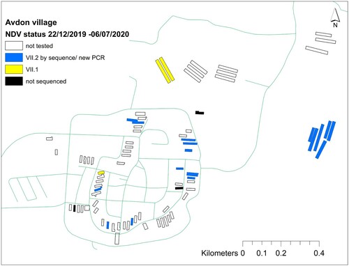 Figure 3. Cocirculation of viruses from sub-genotypes VII.1 and VII.2 in different farms in Avdon village. This is a typical example of a village with poultry farms in northern Israel.