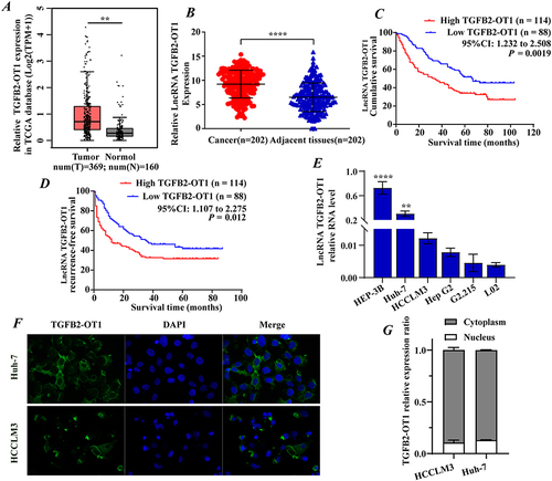 Figure 1 lncRNA TGFB2-OT1 is highly expressed in hepatocellular carcinoma (HCC) and is associated with a poor prognosis in HCC patients. (A) Data analysis from TCGA database showed that TGFB2-OT1 was highly expressed in the tumor tissues. (B) TGFB2-OT1 was upregulated in 202 HCC tissues when compared with 202 adjacent tissues. (C–D) Kaplan–Meier curves showing the overall survival (OS) and recurrence-free survival (RFS) rates of the TGFB2-OT1 high and TGFB2-OT1 low groups. (E) RT-qPCR for TGFB2-OT1 in HCC cell lines. (F) FISH analysis demonstrating the subcellular localization of TGFB2-OT1 in HCC cells. (G) RT-qPCR analysis for TGFB2-OT1 in the cytoplasmic and nuclear. **P < 0.01; ****P < 0.0001.