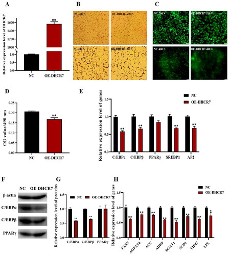 Figure 3. The effect of DHCR7 overexpression on goat subcutaneous adipocyte differentiation. (A) The overexpression efficiency of DHCR7 in goat subcutaneous preadipocytes in NC and OE-DHCR7 groups 48 h post transfection (n = 6), UXT was the internal reference gene to normalize the expression levels. (B) Representative images (200×; scale bar = 50 μm; 400×; scale bar = 20 μm) of oil red O staining of goat subcutaneous preadipocytes. (C) representative images (200×; scale bar = 50 μm; 400×; scale bar = 20 μm) of mature adipocytes stained with Bodipy. (D) Semi-quantitative assessment of oil red O content absorbance detection at 490 nm in NC and OE-DHCR7 groups 48 h post transfection (n = 6). (E) The mRNA level of the adipocyte differentiation marker genes in NC and OE-DHCR7 groups 48 h post transfection (n = 6), UXT was the internal reference gene to normalize the expression levels. (F) Protein expression of C/EBPα, C/EBPβ, and PPARγ in NC and OE-DHCR7 groups 48 h post transfection. β-actin: internal reference gene. (G) Protein expression relative to β-actin was assessed by densitometric analysis. (H) Triglyceride metabolism enzymes in the NC and OE-DHCR7 groups 48 h post transfection (n = 6), UXT was the internal reference gene to normalize the expression levels. Data were shown as means ± SEM. *Indicates p values <0.05, **indicates p values <0.01.