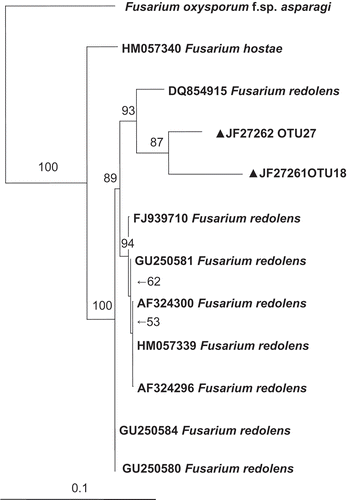 Fig. 1. Phylogenetic tree constructed from the elongation factor 1α (EF-1 alpha) dataset showing the clustering of F. redolens, OTU 27 and OTU 18 (▴) sequences. F. hostae and F. oxysporum f. sp. asparagi sequences retrieved from GenBank. Bootstrap values from 1000 replicates are indicated above the nodes.