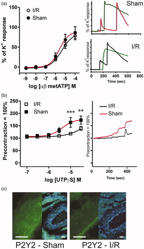 Figure 2. Rat distal coronary artery contractions and expression of P2Y2. (a) Contractions induced by αβmetATP in I/R and sham operated animals relative to 125 mM K+ (n = 6). (b) Arteries pre-contracted with 30 mM K+ to prevent endothelial dependent hyperpolarizing influence [Citation11], were stimulated with UTPγS, a specific P2Y2 ligand. There was a significantly decreased contraction in the I/R arteries (n = 6). (c) Representative immunohistochemistry on rat coronary arteries (n = 4), where a weaker staining (immunoreactivity) for P2Y2 can be observed after I/R. Scale bar is 25 µm in both pictures. In general, the expression of P2Y2 appears decreased in these arteries. Statistical significance was tested using two-way ANOVA with Bonferroni post-hoc test. *p < .05; **p < .01; ***p < .001.