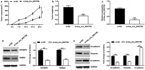 Figure 7. Hsa_circ_0001756 knockdown inhibited the tumor growth of OC in vivo. Mice were randomly divided into two groups including si-NC group and si-hsa_circ_0001756 group (n = 8 per group). SKOV3 cells (2 × 106) transfected with si-NC or si-hsa_circ_0001756 were injected into nude mice through tail vein. (a) Hsa_circ_0001756 knockdown suppressed the tumor volume in vivo. (b) Hsa_circ_0001756 knockdown decreased the tumor weights of nude mice. (c) The expression of hsa_circ_0001756 in tumor tissues was detected by using RT-qPCR. (d) The protein expression of IGF2BP2 and RAB5A in tumor tissues was determined by using Western blotting assay. (e) The expression of E-cadherin, N-cadherin and Vimentin in tumor tissues was determined by using Western blotting assay. Data were presented as mean ± SD. **P < 0.01.