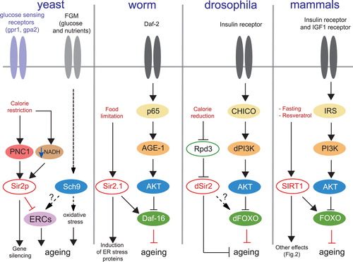 Figure 1. Sir2/SIRT1 and signaling pathways in different species. In yeast Sir2p activity is increased through increased expression of the NAD+ salvage pathway enzyme, nicotinamidase PNC1, but also by increasing the NAD+/NADH ratio (or lowering NADH levels) in response to calorie restriction (CR). Mutation of the glucose sensing receptors Gpr1 and Gpa2 mimics the CR effects on Sir2p, which inhibit the formation of the deleterious extrachromosomal circular DNA repeats (ERCs) and contribute to life span extension in yeast. The glucose and nutrients fermentation pathway activates the AKT‐related kinase Sch9 which induces oxidative stress and participates in yeast ageing. Inactivation of this pathway promotes longevity in yeast. The longevity pathway is conserved amongst worms, flies and mammals. Activation of the insulin growth factor receptor IGFR (Daf‐2/dIGFR) activates the insulin receptor substrate IRS (p65/CHICO), which stimulates phosphoinositol‐3 kinase PI3K (AGE‐1/dPI3K), which in turn phosphorylates the PKB/AKT kinase. AKT phosphorylates and inactivates FOXO (Daf‐16/dFOXO). Inactivation of the insulin receptor pathway promotes longevity in worms, drosophila, and mammals through increased activity of FOXO. Sir2/SIRT1 activation induces life span extension through interaction with Daf‐16/FOXO factors. Gpr‐1 = G‐protein coupled receptor‐1; Gpa‐2 = G‐alpha protein‐2; FGM = Fermentable growth medium; PNC1 = pyrazinamidase/Nicotinamidase 1; Sir2p = yeast silent information regulator 2; NADH = reduced form of nicotinamide adenine dinucleotide; Sch9 = Saccharomyces cerevisiae protein kinase 9; ERCs = extrachromosomal circular DNA repeats; Daf‐16 = ‘dauer’ larvae transcription factor‐16; AGE‐1 = worm homolog of the phosphoinositol‐3 kinase; AKT = protein kinase B; Rpd3 = reduced potassium dependence 3 (class II histone deacetylase); IGF‐1 = insulin growth factor‐1; FOXO = forkhead box subgroup ‘O’ transcription factor; IRS = insulin receptor substrate; CHICO = drosophila homolog of IRS; SIRT1 = sirtuin 1.