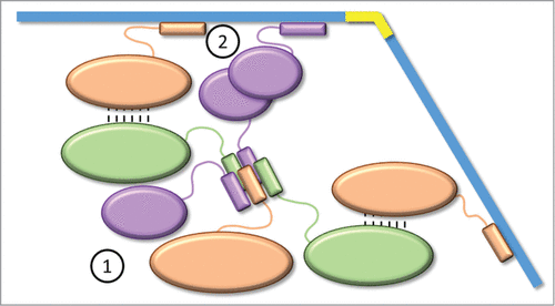 Figure 4. Aggregation model for the metabolosome assembly. For clarity, the model is represented by only 3 proteins. EPs interact together to form a cluster (prometabolosome) as the first step of the metabolosome assembly. Through interaction network (piggybacking) and oligomerization, some EPs are free to recruit the shell proteins to enclose the cluster as the second step.