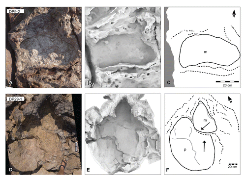 FIGURE 35. Unassigned sauropod tracks, from the Yanijarri–Lurujarri section of the Dampier Peninsula, Western Australia. Manual impression, UQL-DP9-2, preserved in situ as A, photograph; B, ambient occlusion image; and C, schematic interpretation. Superimposed manual and pedal impressions, UQL-DP29-1, preserved in situ as D, photograph; E, ambient occlusion image; and F, schematic interpretation (arrows indicating the tracking direction of individual tracks). Abbreviations: m, manual impression; p, pedal impression; r, expulsion rim. See Figure 19 for legend.