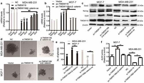 Figure 6. TMEM119 promote the stemness breast cancer cells dependent on Wnt/β-catenin pathway. (a and b) The mRNA levels of stemness markers were determined in TMEM119-overexpressed breast cancer cells with β-catenin knockdown, or TMEM119 knockdown plus β-catenin overexpression. (c) The protein levels of stemness markers were measured in the cells as described in (a). (d and e) The spheroid number and size were evaluated in the cells as described in (a). (f) ALDH activity was determined in the cells as demonstrated in (a). n ≥ 3, **P < 0.01 vs. control, ##P < 0.01 vs. si-TMEM119 or pc-TMEM119