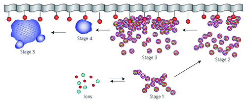 Figure 16. A schematic representation of the different stages of a surface-directed mineralization of calcium orthophosphates. In stage 1, aggregates of pre-nucleation clusters are in equilibrium with ions in solution. The clusters approach a surface with chemical functionality. In stage 2, pre-nucleation clusters aggregate near the surface, with loose aggregates still in solution. In stage 3, further aggregation causes densification near the surface. In stage 4, nucleation of spherical particles of ACP occurs at the surface only. In stage 5, crystallization occurs in the region of the ACP particles directed by the surface. Reprinted from references Citation628 and Citation828 with permission.