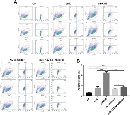 Figure 6 Knockdown of miR-122-5p or PKM2 promotes renal cancer cell apoptosis. (A and B): The apoptosis of 786-O cells was detected with flow cytometry assay (*p<0.05; ***p<0.001; ****p<0.0001).