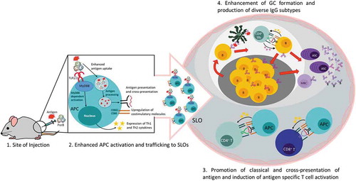 Figure 2. Effects of PorB as an adjuvant during vaccination.(1) PorB recognition by TLR1/2 on antigen presenting cells (APCs) at the site of injection leads to TLR2 and MyD88-dependent signaling for increased costimulatory molecule expression and secretion of Th1 and Th2 cytokines as shown by Platt et alCitation22 and Mosaheb et al.Citation23 (2) Enhanced APC activation promotes trafficking of APC-antigen to secondary lymphoid organs (SLOs) and (3) antigen uptake and processing for classical and cross-presentation inducing activation of antigen-specific CD4+ (as shown in green) and CD8+ T cells (as shown in blue).Citation24 (4) PorB enhances germinal center (GC) formation and production of both Th1 and Th2 IgGs.Citation23,Citation24Follicular dendritic cell (FDC); CD4+ T follicular helper cells (Tfh); Memory B cell (MBC); Antibody secreting cell (ASC)