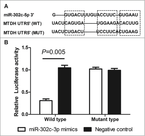 Figure 3. MTDH is a direct functional target of miR-302c-3p. (A) The predicted binding sites of miRNA-302c-3p in the 3′UTR region of MTDH. (B) miR-302c-3p mimics suppressed the luciferase activities in the wild-type group compared with negative control (P = 0.005).
