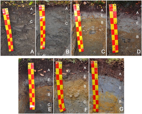 Figure 2. Soil profiles developed along the chronosequence at: A, 0.06 kyr, B, 0.5 kyr, C, 1 kyr, D, 5 kyr, E, 12 kyr, F, 60 kyr and G, 120 kyr. Horizons are marked as A (mineral topsoil, pure and transitional A horizons), subsoil E (eluvial horizons showing metal leaching due to reductive and/or acidic conditions), subsoil B (chemically weathered horizons enriched in pedogenic Fe oxides) and subsoil C (deeper horizons characterised by physical weathering).