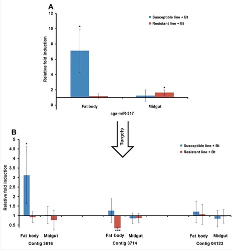 Figure 8. Differential expression of miRNAs and predicted target mRNAs in infected Bt-resistant and susceptible G. mellonella larvae. The miRNAs identified by microarray analysis and their predicted mRNA targets were validated by RT-PCR to confirm differential expression in infected Bt-resistant and susceptible G. mellonella larvae: (A) aga-miR-317; (B) contigs 3616, 3714 and 04123. The relative fold differences indicated for the miRNAs and mRNAs are normalized against bmo-miR-184–5p and 18S rRNA as the internal reference control. (# p < 0.05, ### p < 0.0005– fold expression in the fat body and midgut of infected susceptible line and infected resistant line were compared with fold expression of uninfected susceptible line and uninfected resistant line for the same organ respectively)