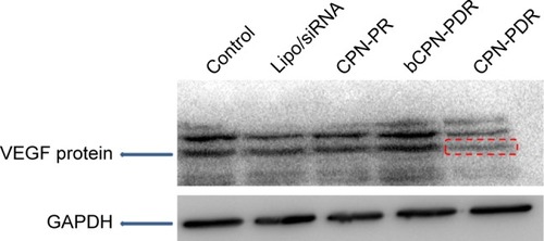 Figure 4 Expression of VEGF protein (GAPDH was used as an internal reference). Note: The red box indicates the expression of VEGF protein in CPN-PDR was remarkably reduced compared with that of control and bCPN-PDR.Abbreviations: CMCS, o-carboxymethyl-chitosan; PEG, poly(ethylene glycol); NGR, aspargine-glycine-arginine peptide; CPN, CMCS-PEG-NGR; CPN-PDR, CPN-coated Dox and siRNA co-loaded nanoparticles; CPN-PR, CPN-coated siRNA-loaded nanoparticles; bCPN-PDR, non-Dox and non-siRNA co-loaded CPN-PDR; Lipo, Lipofectamine 2000.