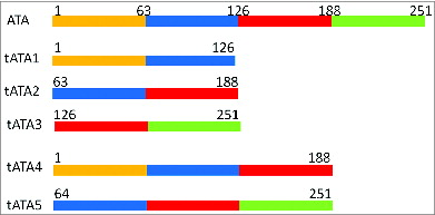 Figure 1. Description of the 5 truncated abrin A-chains. ATA: the amino acid of the whole abrin toxin A-chain, which contained 251 amino acids. tATA1–5 decribe five truncated fragments of ATA.