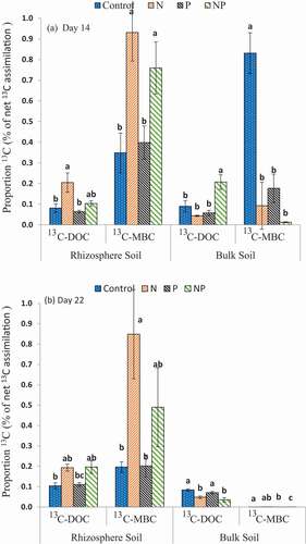 Figure 3. Proportion of 13C incorporated into dissolved organic C (DOC) and microbial biomass C (MBC) as % from total assimilated 13C. Values represent the means ± SE, n = 3. The lower-case letters indicate significant differences between treatments within the same C pool i.e., shoot, root, rhizosphere (rhizo) and bulk soil (bulk) (p < 0.05)