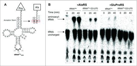 Figure 2. In vitro amino-acylation of tRNAPro (G3:U70). (A) Cloverleaf diagrams of human tRNAPro UGG WT and G3:U70. Mutations in the acceptor stem are outlined. (B) Purified 32P-radiolabeled tRNAs were aminoacylated with Ala by human AlaRS or Pro by human GluProRS as indicated in Methods. The autoradiographs show reaction progress (accumulation of aminoacylated-tRNA) for each reaction over a 40-minute time course.