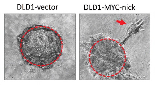 Figure 2. Spheroids of DLD1 cells expressing empty vector (left) or MYC-nick (right) were cultured in 3D media containing 50% collagen for 4 days. Note that MYC-nick expressing cells undergo collective migration in collagen. The red arrow points to a group of migratory cells disconnecting from the “parent” spheroid.