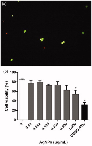 Figure 1. Viability of BMDC incubated 12 h with AgNP. Viability analyzed by fluorescein-diacetate and ethidium bromide (FDA/Et-Br) staining. (a) Microphotograph (10X) illustrating dual-staining to discriminate metabolically-active live (green) vs. dead membrane-injured (red) cells. (b) Viability percentages. Cells with no treatment = negative controls (NT); cells treated with 40% DMSO = positive control. *p < 0.05 vs NT.