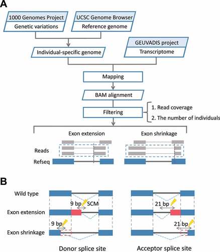 Figure 1. Workflow for the identification of SCMs causing exon extension/shrinkage events. (A) By constructing individual-specific genomes and mapping the transcriptome data of the corresponding individuals to the genomes, the obtained junction reads were used to identify exon extension/shrinkage events. (B) SNVs in the donor splice site or acceptor splice site regions of the extended/shrunken exons were identified as candidate SCMs. For the 3 bp at the end of the exon and the 6 bp at the start of the intron, a total of 9 bp was defined as the donor splice site; for the 18 bp at the end of the intron and the 3 bp at the start of the exon, a total of 21 bp was defined as the acceptor splice site.