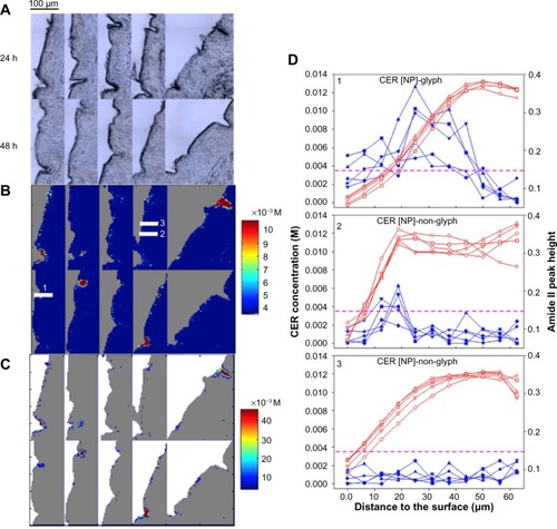 Figure 4 Spatial distribution and concentration of N-palmitoyl-D-erythro-phytosphingosine (CER [NP]-d31) penetration in skin. (A) Visible micrographs of microtomed skin sections (stratum corneum on the left side of each section) for 24- and 48-hour incubation periods. (B) Infrared (IR) images (of the same sections) of CER [NP]-d31 concentration. The concentration range of 3.5–10.7×10−3 M is shown to highlight the distribution of CER [NP]-d31. The area outside the skin is shown in gray. (C) IR images of CER [NP]-d31 concentration above the detection limit (±1 standard deviation). The concentration below the detection limit is shown in gray. Area outside the skin is shown in white. (D) Line plots of ceramide concentration and Amide II peak height were compared between glyph and non-glyph regions as labeled in B for five adjacent lines of pixels.