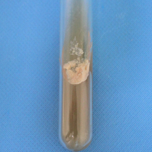 Figure 4 White, smooth colonies was observed in potato dextrose agar (PDA) medium after 1 week.