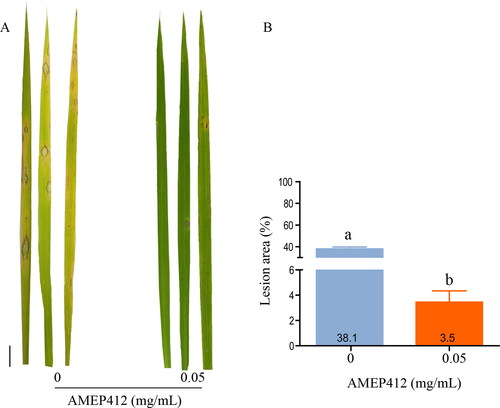 Figure 7. Biocontrol effect of AMEP412 against M. oryzae on rice seedlings. M. oryzae spore suspension was sprayed on rice seedlings and cultured at 28 °C for 7 days. Lesion symptoms on rice leaves (A); quantitative analysis of lesion area (B). Scale bar = 1 cm. Data are mean values from three replicates with SD.
