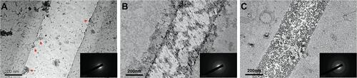 Figure 5 The TEM images of the Si/Ca(Sr0.05)-NCF releasing liquid mineralized type I collagen for 1 h, 12 h and 24 h with uranium acetate dyeing. The image revealed dispersed nanospheres (red arrows) attaching to the collagen and the SAED results indicated (A) the amorphous SAED phase at time point 1 h, (B) SAED results indicated polycrystals at 12 h, (C) SAED results indicated polycrystals at 24 h.