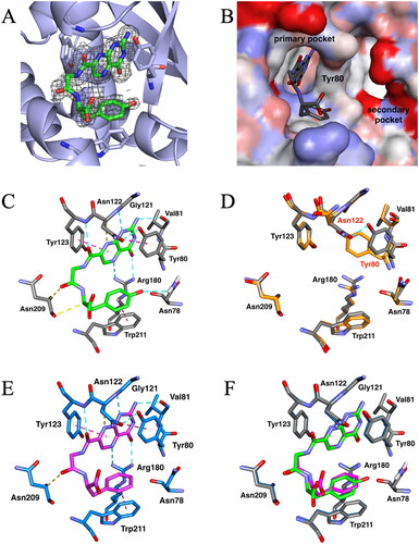 Figure 3. X-ray crystal structures of ricin toxin A chain (RTA) with or without the pterin-based inhibitors. (A) Omit map for bound N-(pterin-7-carbonyl)glycyl-L-tyrosine (7PCGY). Fo–Fc electron density (shown with black baskets) contoured to 2σ showing evidence for 7PCGY bound to this region. The omit map was generated by removing the ligand from the structure. This image was created using PyMOLCitation27. (B) Surface representation of the 7PCGY/RTA complex. The RTA surface is shown as an atomic charge map. (C) The interactions of 7PCGY in the catalytic primary pocket of RTA observed in the crystal structure of the 7PCGY/RTA complex. Conventional hydrogen bonds are represented as cyan dashed lines, hydrogen bonds between CH and carbonyl oxygen are represented as yellow dashed lines and aromatic (π-π and T-shaped) interactions are represented as magenta dashed lines. (D) Superimposition of protein crystal structures of 7PCGY/RTA (grey) and a ligand-free RTA (PDBID: 1RTC, orange). (E) X-ray crystal structure of the 7PCGF/RTA complex (PDBID: 4HUO). Conventional hydrogen bonds are represented as cyan dashed lines, hydrogen bonds between CH and carbonyl oxygen are represented as yellow dashed lines and aromatic (π-π and T-shaped) interactions are represented as magenta dashed lines. (F) A comparison of crystal structures of 7PCGY/RTA and 7PCGF/RTA. The protein portion of 7PCGY/RTA is shown in grey and that of 7PCGF/RTA in medium blue. All image creations, except (A), and interaction detections were performed using the Discovery Studio VisualiserCitation28.