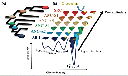 Figure 1. Evolution of differential energy landscapes of Gleevec binding to SRC, ABL1, and reconstructed ancestors. (A) Phylogenetic tree of the SRC/ABL subfamilies of tyrosine kinases, with reconstructed nodes shown as colored buttons. (B) Schematic representation of the evolution of the Gleevec binding free energy landscape. Depth of the conical wells represents the free energy of a state. The barriers between the states represent the frequencies of interconversion between the states. Gleevec in a free state and bound to the kinases is illustrated as a yellow pill.