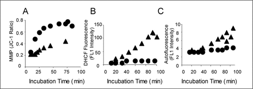 Figure 1. Cellular parameters in isolated brain cells.(A) Mitochondrial membrane potential (MMP) as a function of time. MMP was measured as ratio of complexed 5,5,6′,6′-tetrachloro-1,1′,3,3′-tetraethylbenzimidazolcarbo-cyanine iodide (JC-1) in brain cell suspensions. Mitochondrial depolarization with valinomycin results in JC-1 ratio of 0.2. (B) Time-dependent reactive oxygen species (ROS) production was detected as fluorescence of cells stained with dihydrochlorofluorescein (DHCF)-diacetate. (C) Increase in autofluorescence of cells with time. Circles, adult brain cells; triangles, embryonic brain cells.