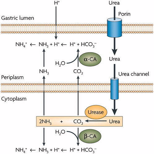 Figure 1. Role of α- and β-CA in the maintenance of periplasmic pH in Helicobacter pylori. (see text for details). Figure from referenceCitation14.