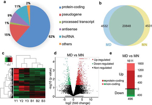 Figure 1. Characteristics and differences between transcriptomes from human MD and MN oocytes. (a) Statistics of expressed transcripts, with the majority being protein-coding genes and pseudogenes. Long non-coding RNAs (lncRNAs), processed transcripts, antisense RNAs and some other transcripts were also detected. (b) Venn diagram indicating the numbers of overlapping genes between MD and MN groups. (c) Unsupervised hierarchical clustering based on transcriptome characteristics. (d) A volcano plot depicting significantly upregulated or downregulated genes between the 2 groups. (e) Compared with the MN group, 1611 and 496 transcripts were upregulated (shown in red) and downregulated (shown in green) in MD oocytes, respectively. Dark colors represent protein-coding genes and light colors represent non-coding genes.