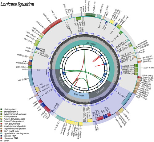 Figure 2. Schematic map of L. ligustrina chloroplast genome constructed by CPGview (http://www.1kmpg.cn/cpgview/). The functional classification is shown at the bottom left.