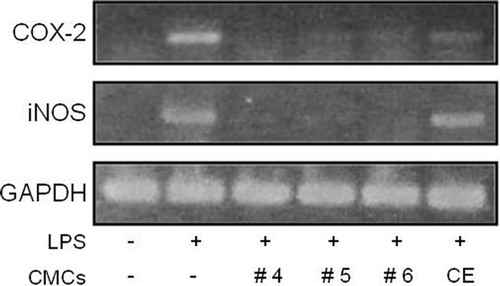 Figure 3.  Influence of fractionated sample treatment on LPS-induced iNOS and COX-2 gene transcription in RAW 264.7 cells. RAW 264.7 cells were pre-treated with various concentrations of each sample before adding 1 μg/mL LPS. After 24 h of incubation, total RNA was extracted and RT-PCR was performed. Levels of GAPDH gene, a RT-PCR product, were used as an internal control. This figure shows the results obtained after treating 50 μg/mL of each sample. CE represents the crude initial ethanol extract of the ginkgo-derived CMCs before fractionation.