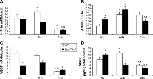 Figure 1 Cardiac angiogenesis in Epo-TAgh mice.