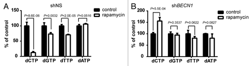 Figure 5. The rapamycin-induced reduction of dNTP levels was alleviated by inhibition of autophagy. Huh-7 cells were transduced with lentiviruses expressing non-silencing shRNA (shNS) or shBECN1. Stable cell lines were established after puromycin selection. Cells were treated with 10 μM rapamycin or DMSO (control) for 24 h. Concentration of each dNTP in (A) shNS or (B) shBECN1 cells was measured and plotted as % of DMSO control. (n = 4, mean ± SD).