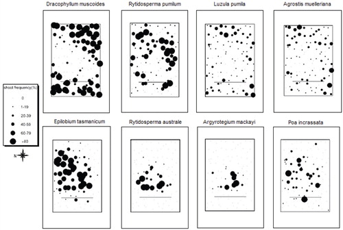 FIGURE 7. Frequency values as sampled in 2003, using 100 quadrats over the 20 × 30 m study site, showing the variation in response of eight species to differential snow-lie associated with the snow fence (also shown). The four species depicted in the top row show a negative response to the accumulation; those in the bottom row show a positive response.