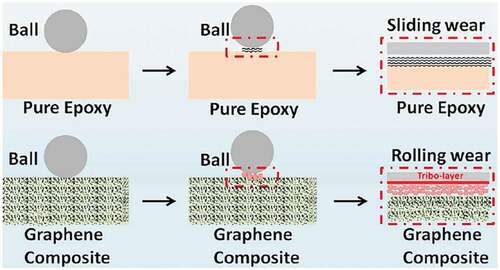 Figure 11. Wear mechanism of pure epoxy and epoxy-graphene composites [Citation28].