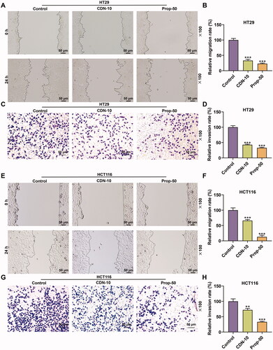 Figure 2. CDN inhibited migration and invasion of CRC cells. The migration and invasion of HT29 (A–D) and HCT116 cells (E–H) treated with CDN at 10 μmol/L were examined using wound healing and transwell assays, respectively. **p < 0.01 or ***p < 0.001 vs. control. Control: cells only exposed to culture media containing 0.5% (v/v) DMSO; DMSO: dimethyl sulphoxide; CDN: cardamonin; CRC: colorectal cancer; Prop-50: propranolol (50 μmol/L).