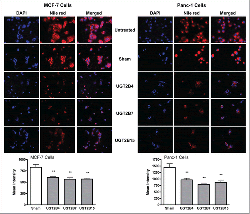 Figure 6. Nile red staining of cellular lipids in MCF-7 and Panc-1 cells before and after transfection with UGT2B4, 2B7, and 2B15. Cells were transfected with the indicated UGT2B expression plasmid or Lipofectamine 2000 alone as a sham control. Images show representative fluorescence microscopy images of MCF-7 and Panc-1 cells stained with DAPI and Nile Red using 200 x magnification. DAPI stained nuclei appear blue, and Nile Red stained lipids appear red. Bars represent the mean intensity of Nile red staining, quantified from 10 independent fields and vertical lines indicate SEM, n=3. **=p < 0.01.