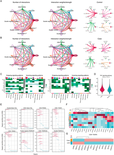 Figure 2 Comparative analysis of memory T-cell interactions and signaling in CP/CPPS patients. (A and B) CellChat analysis compared the interactions between each cluster in the CP/CPPS group and the HC group. (C) The signaling dynamics within memory T-cell subsets determined by comparing outgoing and incoming signaling patterns (left panel, HCs; right panel, CP/CPPS group). (D) Violin plot illustrating the distribution of TNF signaling pathway activity, represented by AUC values, in CP/CPPS patients and controls. (E) This plot shows the RSSs of various regulatory elements across different T-cell subsets, with the data points representing different regulatory elements. (F) Heatmap plot displaying the representative regulatory elements in each cluster. (G) Comparative analysis of regulatory elements between the CP/CPPS and HC groups of CD8+ TEMRA cells.