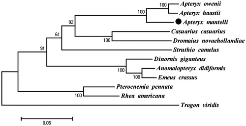 Figure 1. Maximum-likelihood (ML) phylogenetic tree of A. mantelli and the other 11 species using T. viridis as an outgroup. Number above each node indicates the ML bootstrap support values. All 12 species’s accession numbers are listed as below: A. mantelli KU695537, A. haastiiNC_002782, A. oweniiNC_013806, Casuarius casuariusNC_002778, Dromaius novaehollanNC_002784, Struthio camelusNC_002785, Dinornis giganteusNC_002672, Anomalopterux didiformisNC_002779, Emeus crassusNC_002673, Pterocnemia pennataNC_002783, Rhea AmericanaNC_000846, T. viridisNC_011714.