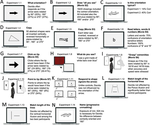 Figure 2. Stimuli, tasks and Davida’s performance for the first series of experiments (see Appendix 1.1–1.14 for detail). Movies S2-S7, online, illustrate Davida performing the experiments 1.2, 1.5, 1.6, 1.7, 1.9 and 1.10.