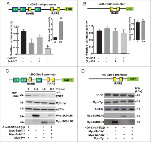 Figure 4. SOHLH1 and SOHLH2 repress the Stra8 promoter activity. (A) HEK293T cells were co-transfected with 200 ng of reporter pGL3-1,400-Stra8-Luc (upper panel) and with different amounts of pcDNA3-Sohlh1- and/or pcDNA3-Sohlh2-expressing vectors as indicated in the Materials and Methods. The cells were treated with 1 μM RA 24 hr after transfection. After 48 hr, cells were harvested and lysed, and luciferase activity were determined and normalized by Renilla luciferase. The results are shown as relative luciferase activity (± SEM) (*P <0.01). The transfections were repeated 3 times. Insert shows the effect of RA treatment in mock- transfected cell . (B) Sohlh1 and/or Sohlh2-expressing vectors were co-transfected in HEK293T cells with the deletion mutant pGL3-400-Stra8-Luc (upper panel) and the luciferase assay was performed as above (mean ± SEM from three different experiments). Relative luciferase activity in mock-transfected cells treated with RA is shown in the insert. (C) Western blot analysis of EGFP expression in HEK293T cells co-transfected with 500 ng of p1,400-Stra8-Egfp reporter, shown in the upper panel, and with Myc-Sohlh1- and/or Myc-Sohlh2-expressing vectors (500 ng or 250 ng). The Myc-Tyr-expressing plasmid was co-transfected in all cases to normalize the transfection efficiency. 1 μM RA was added to the medium 24 hr after transfection and the cells were lysed 48 hr after transfection. The relative ratio of the EGFP expression levels were estimated compared with the reporter expression levels without Sohlhs. (D) Western blot analysis was performed as above using the p400-Stra8-Egfp reporter shown in the upper panel.