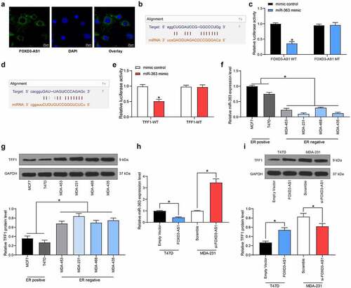 Figure 3. FOXD3-AS1 up-regulates TFF1 expression through sponging miR-363. A, the sub-cellular location of FOXD3-AS1 was determined by FISH assay. B-C, the binding relationship between FOXD3-AS1 and miR-363 was predicted on TargetScan (http://www.targetscan.org/vert_72/) (b) and validated by a dual luciferase reporter gene assay (c). D-E, the binding relationship between miR-363 and TFFI mRNA was predicted on TargetScan (d) and validated by a dual luciferase reporter gene assay (e). F-G, expression of miR-393 (f) and TFF1 mRNA (g) in ER+ and ER- cells was determined by RT-qPCR. H, miR-363 expression in MDA-MB-231 and T47D cells after FOXD3-AS1 interference was determined by RT-qPCR. I, protein level of TFF1 in MDA-MB-231 and T47D cells after FOXD3-AS1 interference was detected by western blot analysis. Repetition = 3. Data were exhibited as mean ± SD. Data in panels B and E were analyzed using two-way ANOVA while data in panels F, G, H and I were analyzed using one-way ANOVA, and Tukey’s multiple comparison test was used for post hoc test. *, p < 0.05