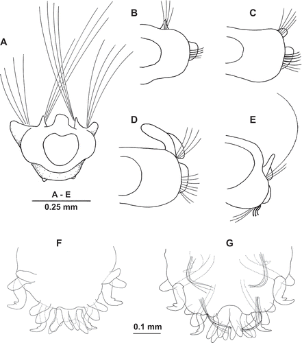 Figure 2. Uncispio reesi n. sp. (A–E: NMWZ.2005.014.0092; F,G: NMWZ. 2005.014.0089). (A) Chaetiger 1, anterior view; (B) chaetiger 2, anterior view; (C) chaetiger 3, anterior view; (D) chaetiger 7, anterior view; (E) chaetiger 19, anterior view; (F) posterior end, dorsal view; (G) posterior end, ventral view.