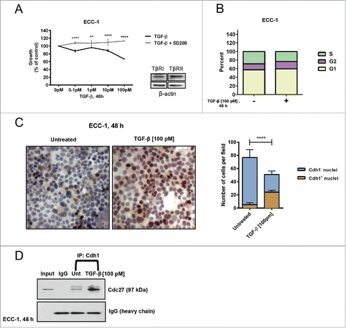 Figure 3. TGF-β-induces inhibition of proliferation concomitant with an increase in Cdh1 and binding of Cdh1 to the Anaphase Promoting Complex (APC) in ECA cell lines. (A) TGF-β inhibits cellular proliferation. ECC-1 cells were synchronized, treated with increasing concentrations of TGF-β1 (0–100 pM) for 48 h in the presence or absence of SD208, and cell proliferation assessed by the MTS assay. Inhibition of proliferation (growth) is expressed as per cent of the untreated control at 100%. Error bars represent standard error from the mean of 3 independent experiments, **p ≤ 0.01, ****p ≤ 0.0001. As shown by the immunoblot (inset), ECC-1 cells express TGF-β receptors, TβRI and Tβ RII. (B) TGF-β increases the percent of cells in G1. ECC-1 cells were synchronized, treated with 100 pM TGF-β or untreated for 48 h, and cell cycle analysis performed using propidium iodide staining. The graph represents the per cent of cells in each phase of the cell cycle in TGF-β treated cells compared to untreated controls (n = 2). (C) TGF-β increases the number of cells expressing Cdh1. ECC-1 cells were plated on chamber slides, synchronized, treated with 100 pM TGF-β or left untreated for 48 h, and subjected to immunocytochemistry using anti-Cdh1. The brown stained nuclei (left side, right panel) designates cells expressing Cdh1. The graph (right side) represents the average of the number of Cdh1-negative (Cdh1-) and Cdh1 positive (Cdh1+) cells per 4 fields in untreated and TGF-β- treated cells. The bars indicate the mean ± SD. Expression of Cdh1 in TGF-β-treated versus untreated cells (****p ≤ 0.0001) and decrease in the total number of cells (p < 0.089; n = 3). (D) TGF-β induces Cdh1 binding to APC for activation of Cdh1/APC E3 ligase. ECC-1 cells were synchronized, treated with TGF-β (100 pM) or untreated (Unt) for 48 h, cell lysates immunoprecipitated with anti-Cdh1, and subsequently immunoblotted with anti-Cdc27/Apc3. The blot represents one independent experiment of n = 4.