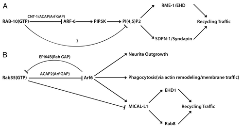 Figure 1. Coordinate Rab/Arf GTPase cascades influence multiple cellular processes. (A) In C. elegans, RAB-10 and ARF-6 act in sequential steps via CNT-1/Arf GAP to regulate endosomal PI(4,5)P2 levels and membrane recruitment of recycling traffic related PI(4,5)P2-binding proteins RME-1 and SDPN-1. (B) In mammalian systems, Rab35(GTP) recruits ACAP2/Arf GAP and thus regulates Arf6 activity. Rab35-mediated regulation of Arf6 via ACAP2 is important for NGF-induced outgrowth of neurite and phagocytosis. Recent studies suggested that Arf6 can recruit MICAL-L1 onto endosomes and regulate EHD1 and Rab8 localization/function indirectly. Arf6(GTP) also interacts with the Rab35 GAP EPI64B, negatively regulating Rab35 activity. This Arf6-to-Rab35 cascade is necessary for endocytic trafficking during cytokinesis.