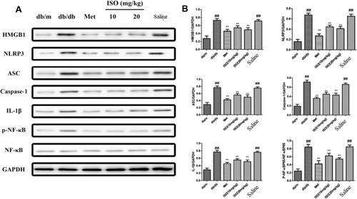 Figure 5 ISO inhibited HMGB1/NLRP3/NF-κB pathway in db/db mice. (A). Levels of HMGB1, NLRP3, ASC, Caspase-1, IL-1β, p-NF-κB, NF-κB, and GAPHD were detected by Western blot analysis. (B). Quantitation by densitometry analysis. All data presented as mean±SD (n=3). Compared with control: ##P<0.01. Compared with model: **P<0.01.